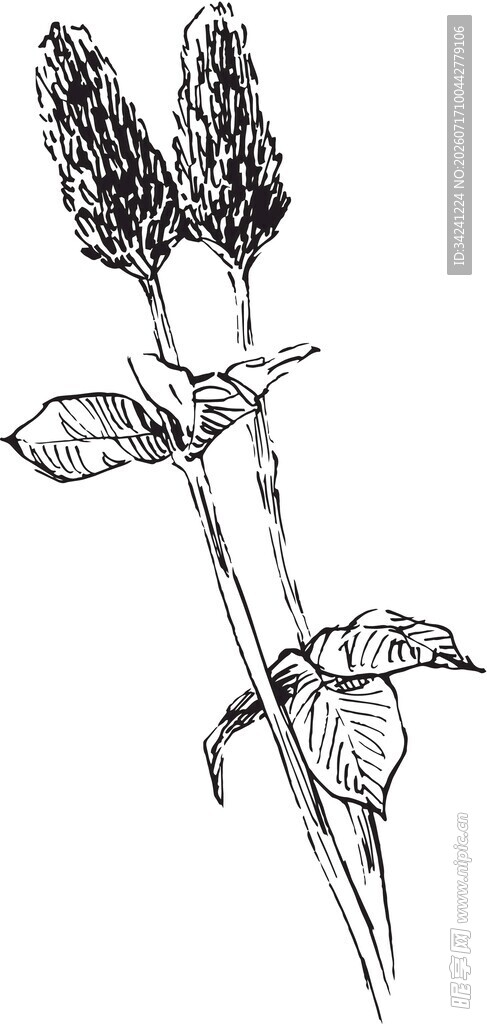 手绘两株植物花卉图案