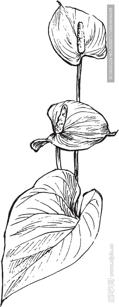 手绘叶片植物线条图