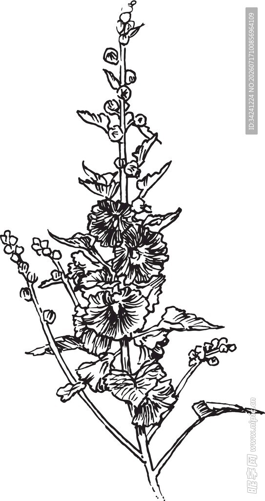 手绘花卉植物线条图