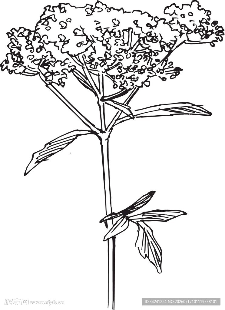 手绘植物花卉图