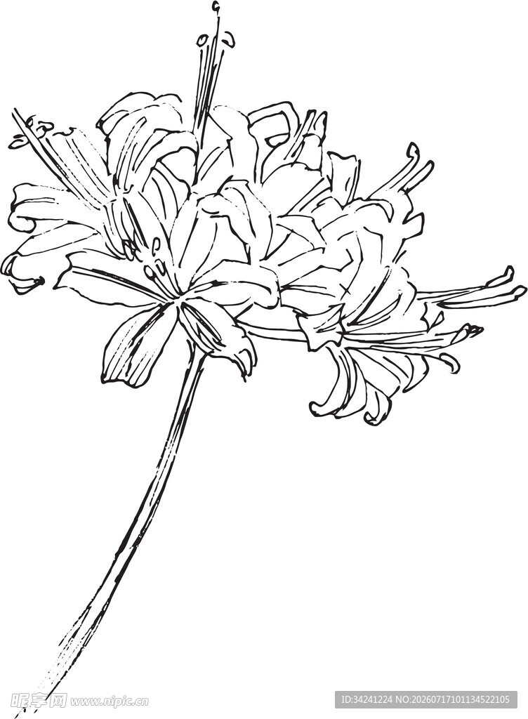 手绘花卉线条图