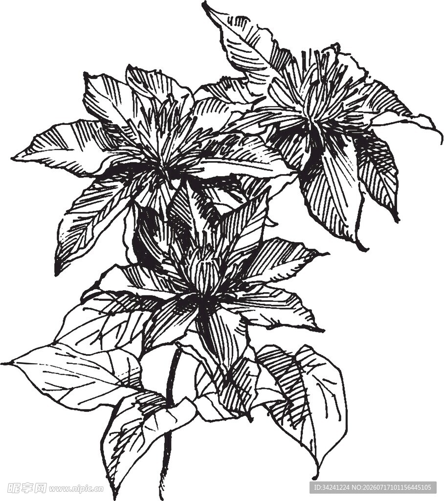 手绘一品红植物线条图