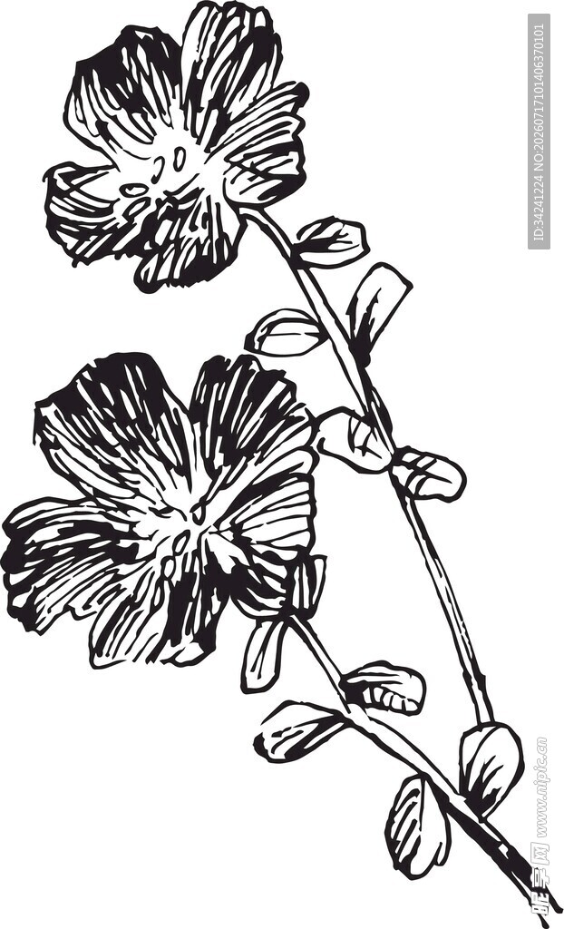 手绘花卉植物线条图