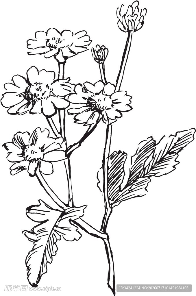 手绘花卉植物线条图