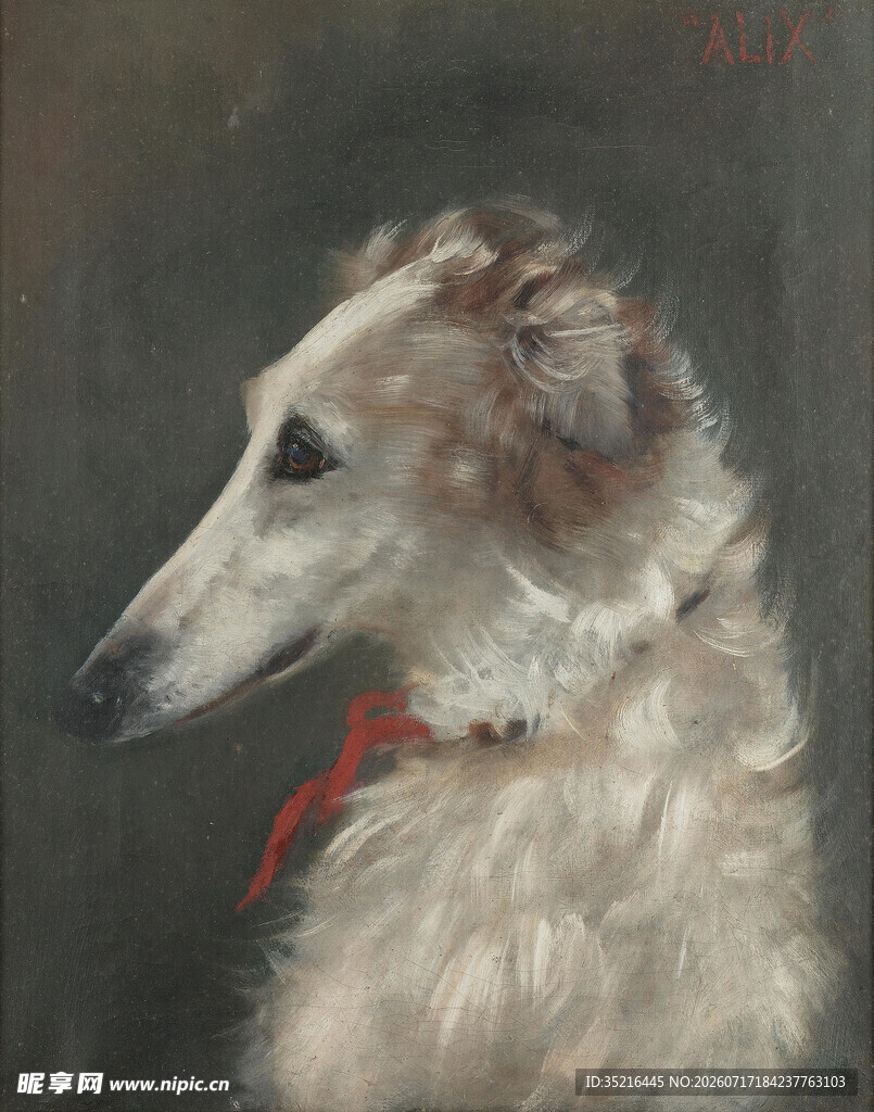 优雅的长毛猎犬侧影