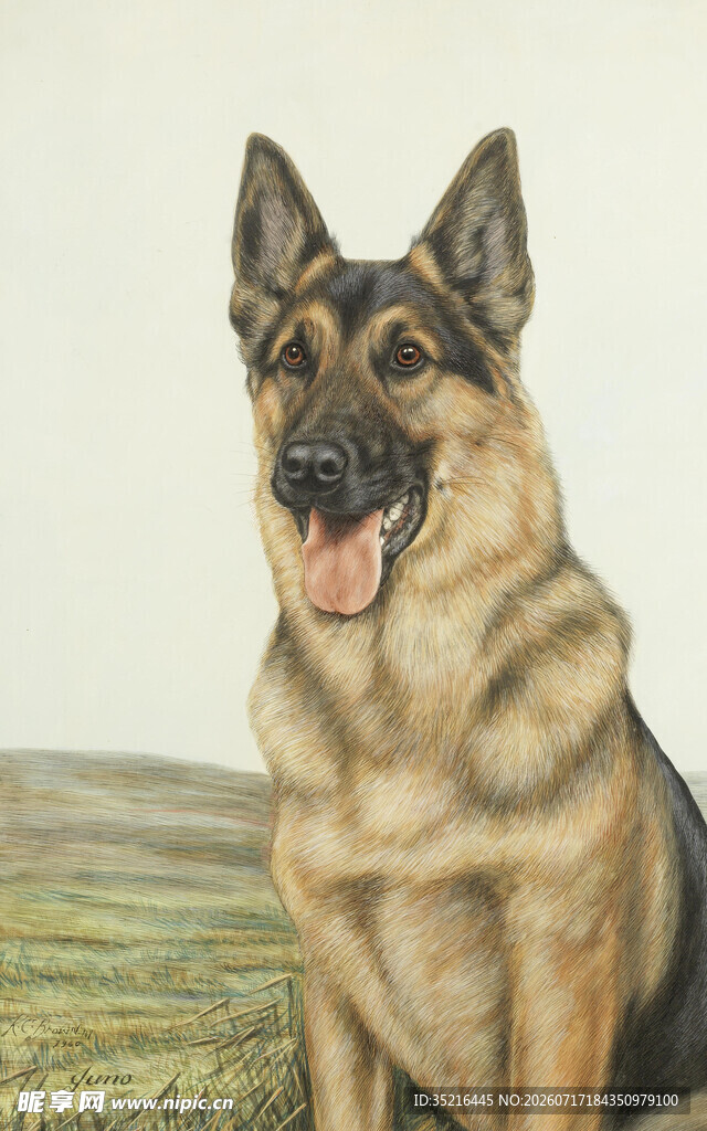 坐立的帅气德国牧羊犬