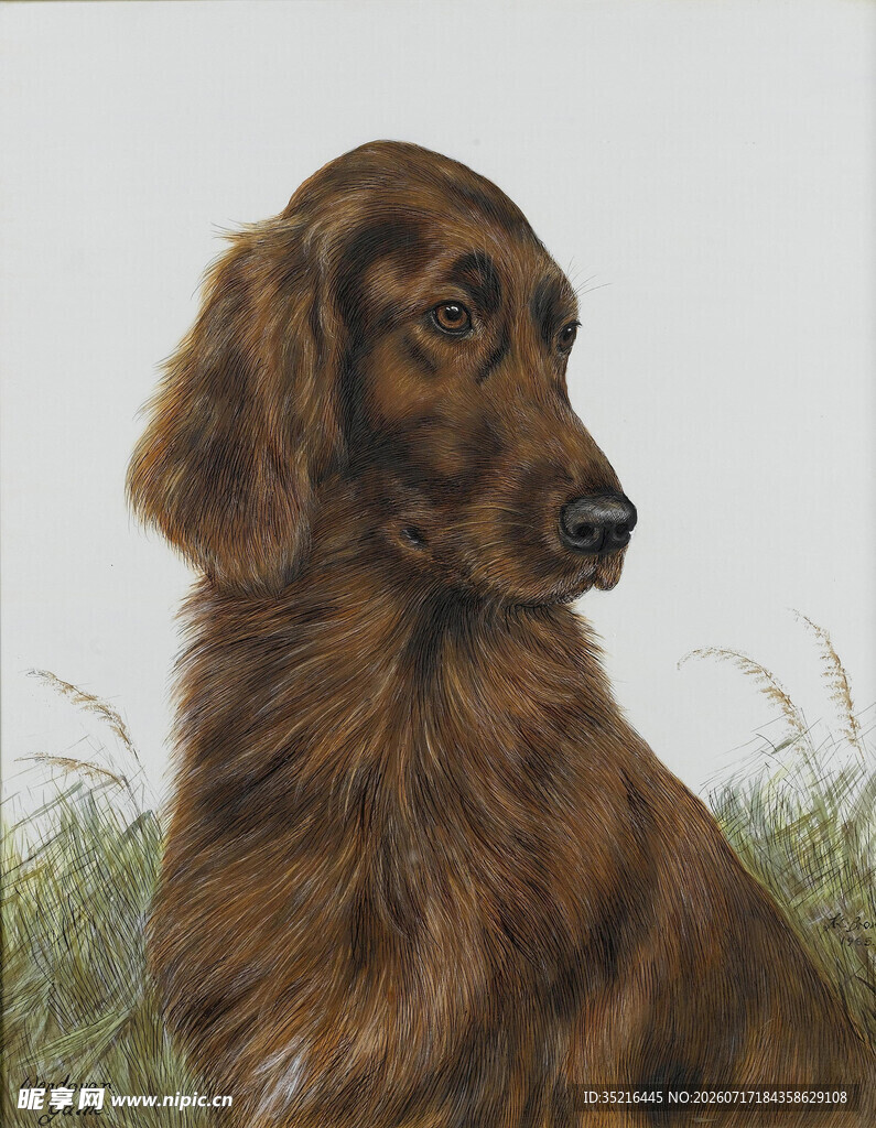 棕色长毛犬的优雅侧影