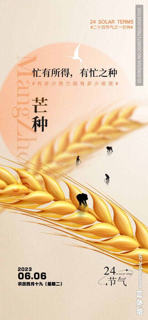 金黄麦穗展现丰收之美