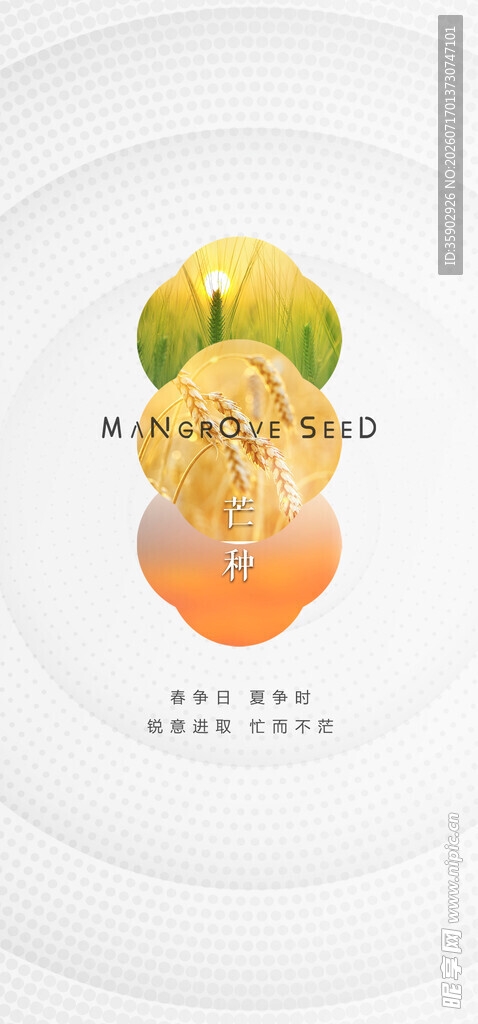 芒种海报模版