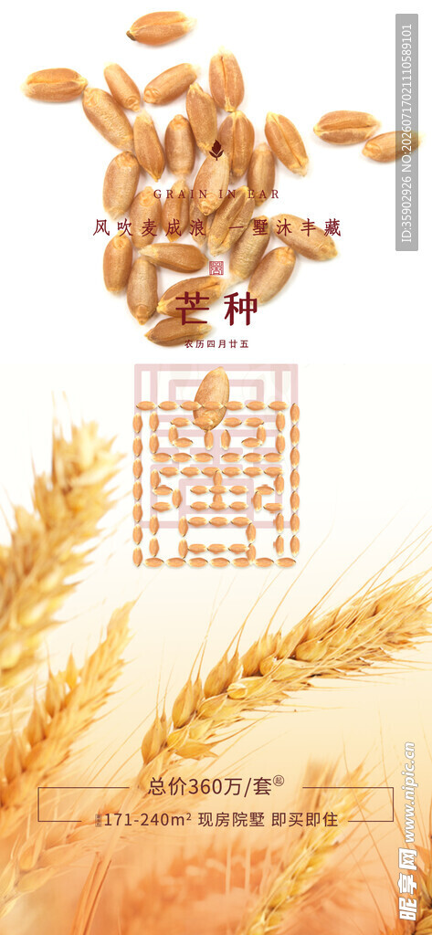 金黄麦穗展现丰收之美