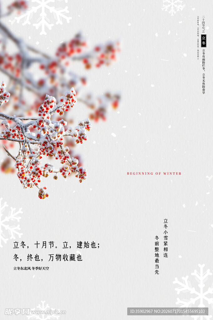 冬日枝头雪覆红果美景