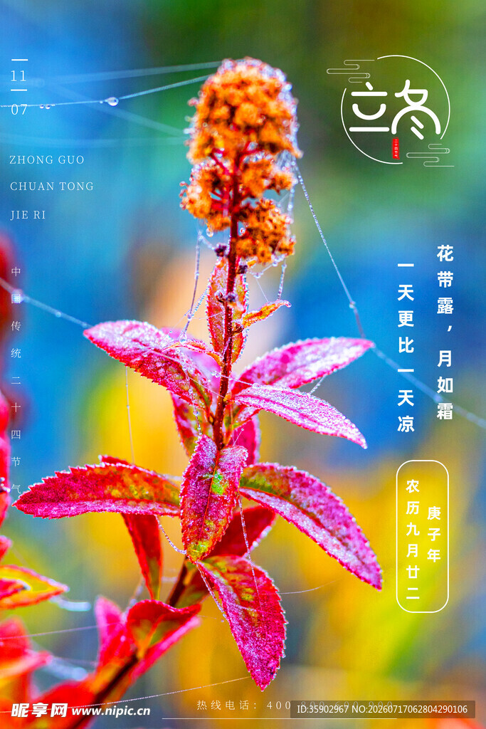 立冬艳丽花卉特写色彩斑斓