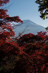 红叶映衬下的富士山美景