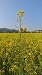 油菜花田摄影