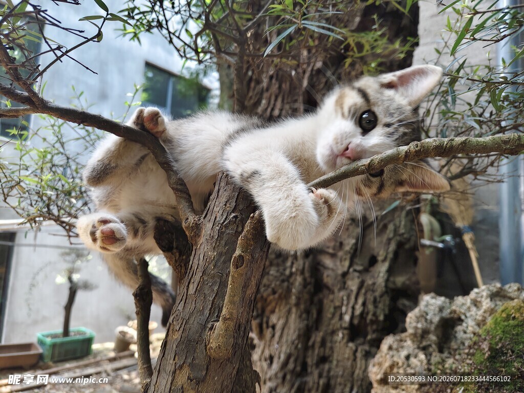 猫咪惬意躺卧在树干上