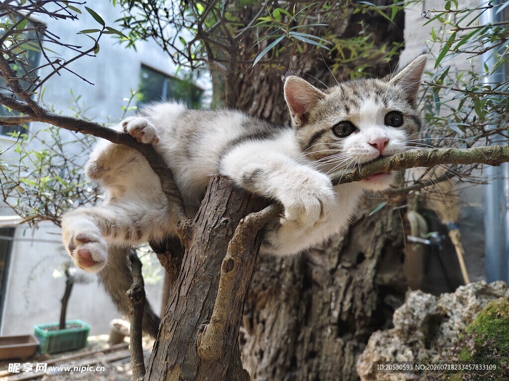 猫咪惬意趴于树枝间
