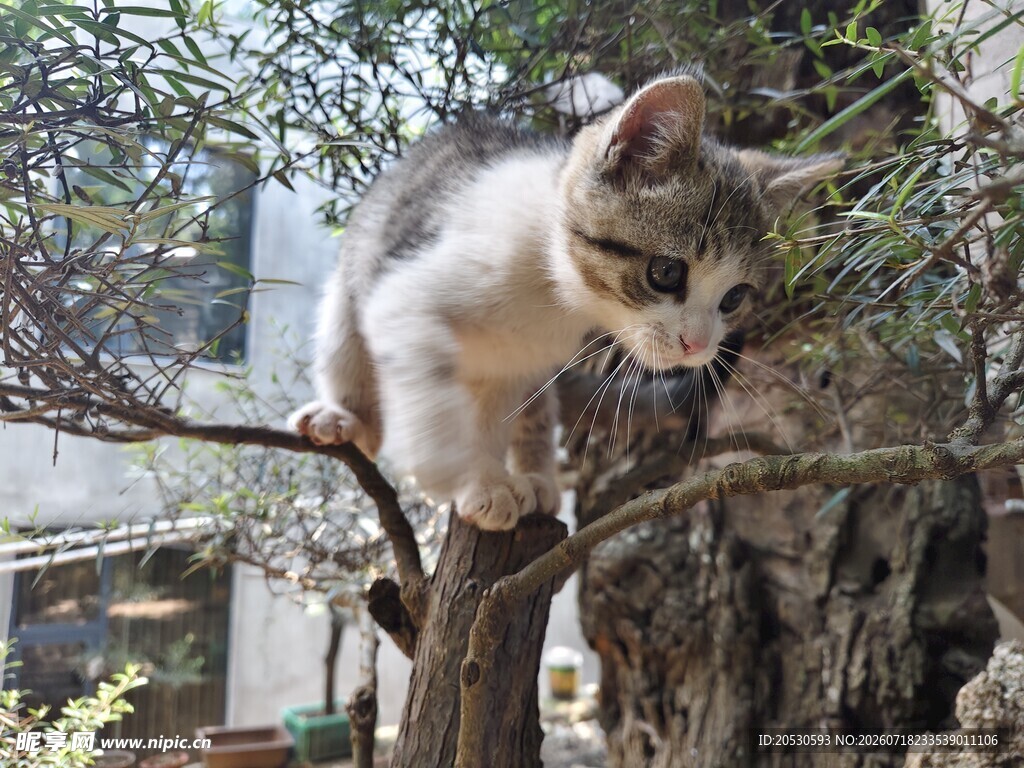 猫咪优雅栖息于树枝间