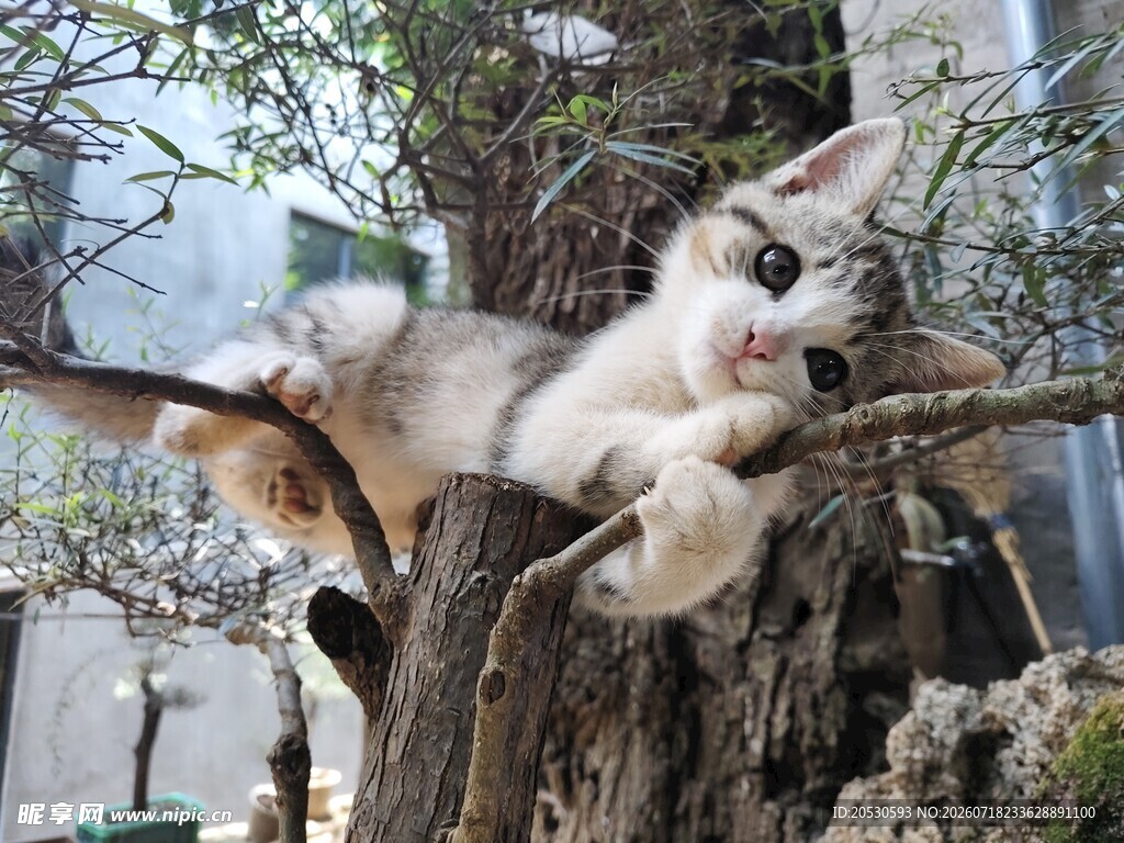 小猫惬意趴树枝