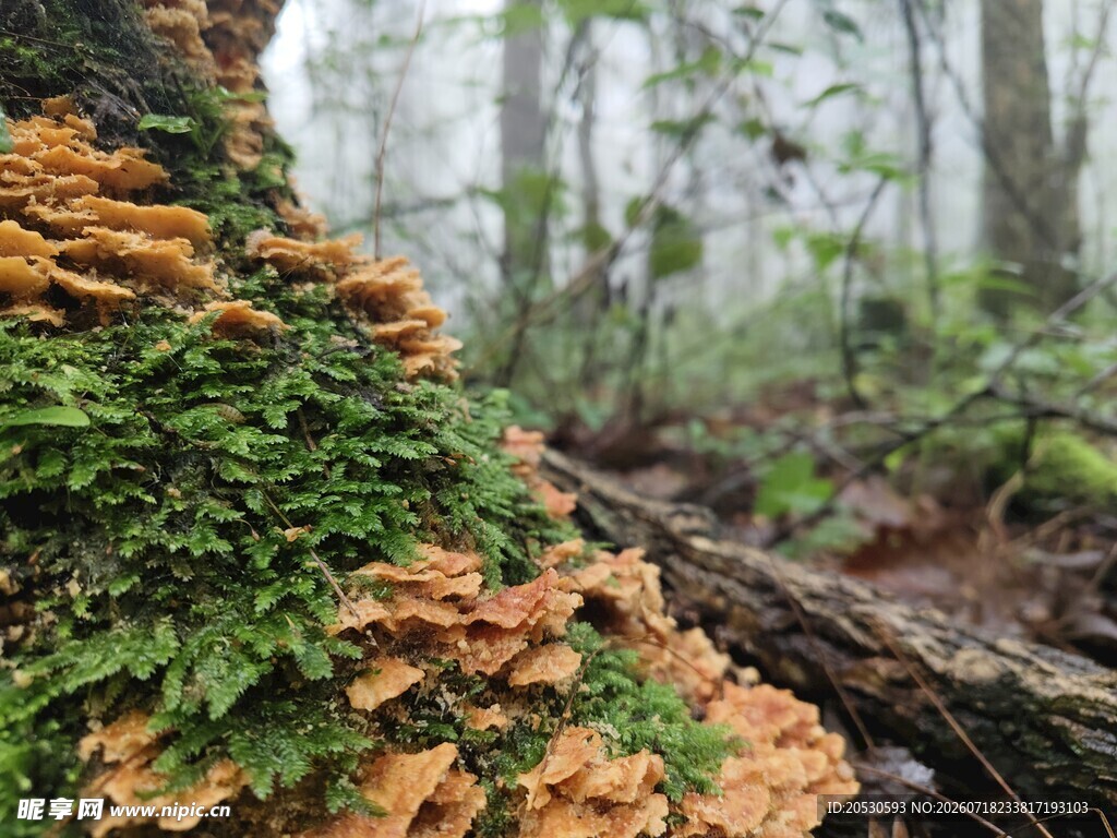 森林中树干上的多彩菌类