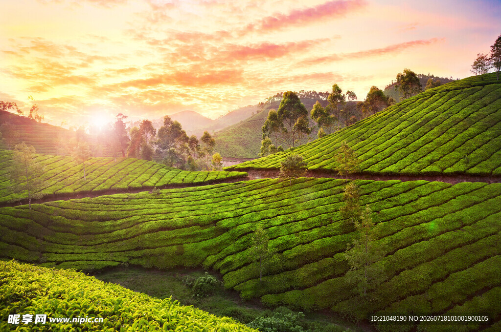 山间茶园日出美景