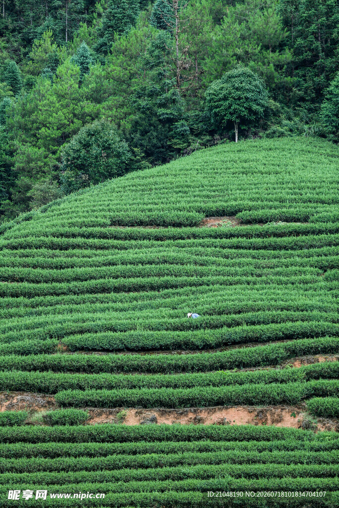 层层叠叠的翠绿茶山