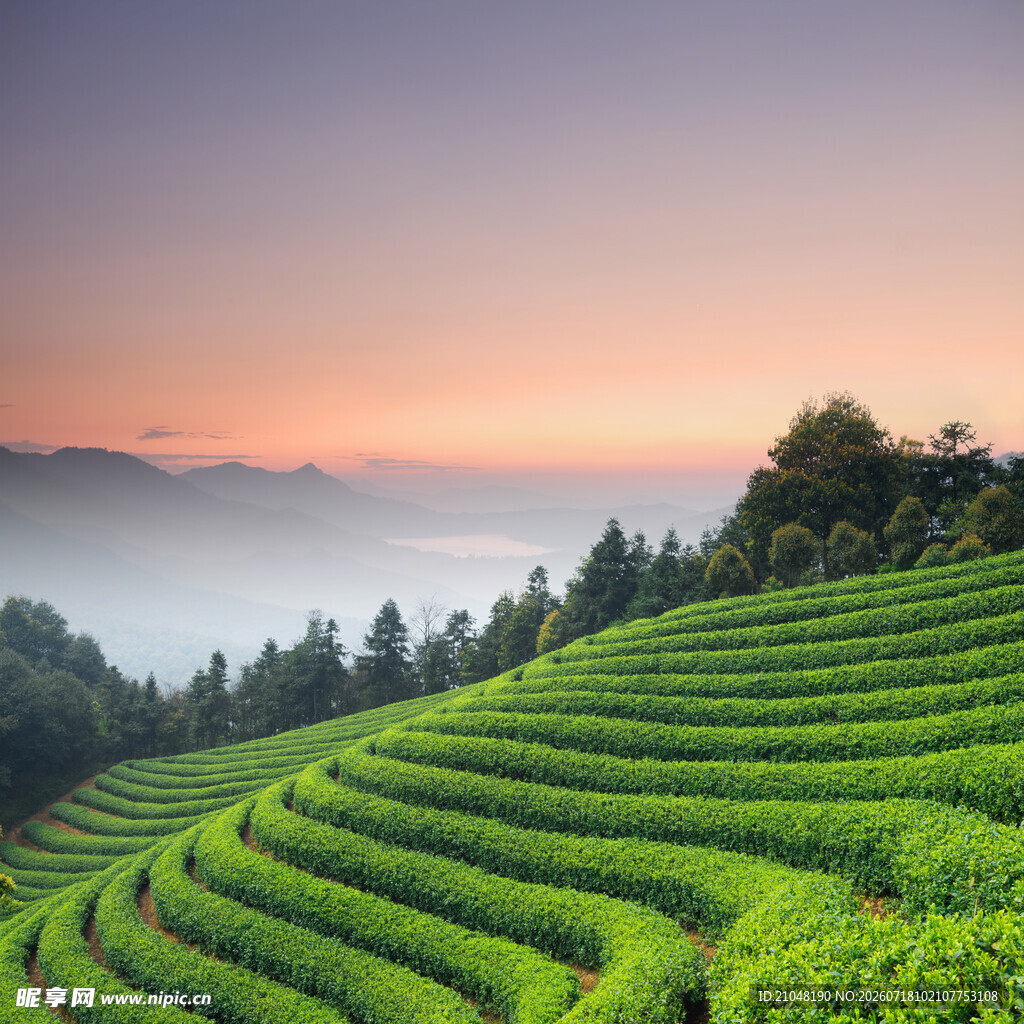 晨曦下的翠绿梯田茶园