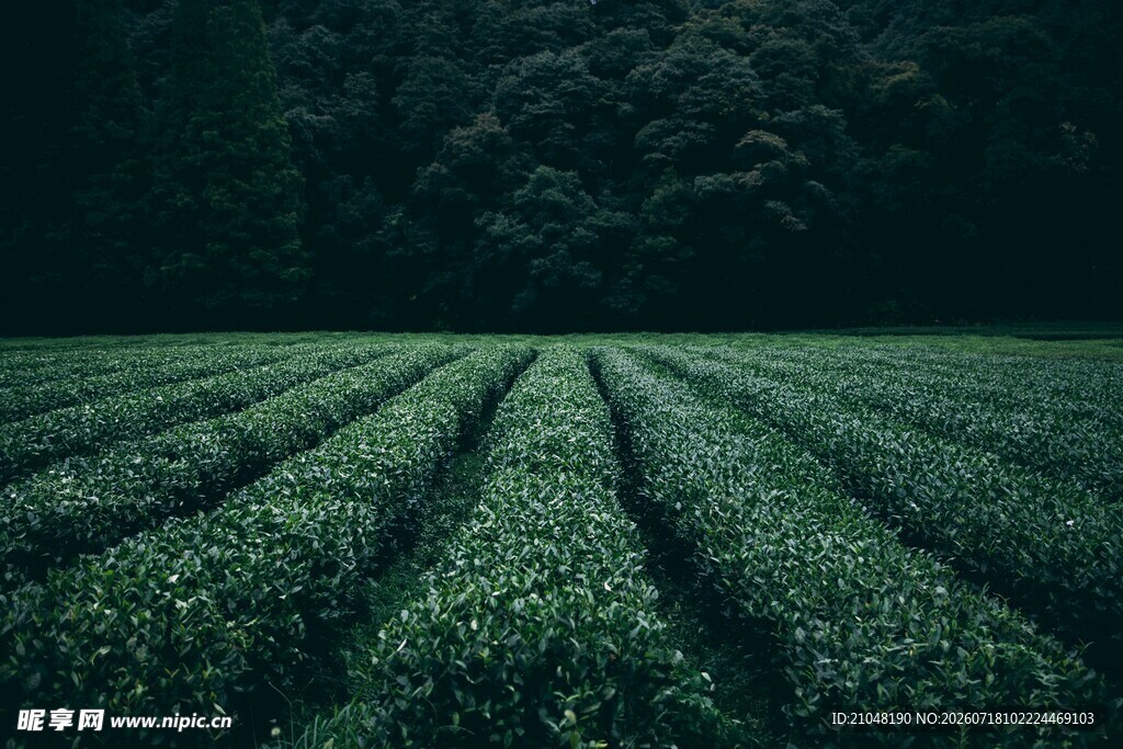 静谧茶园绿意盎然的景致