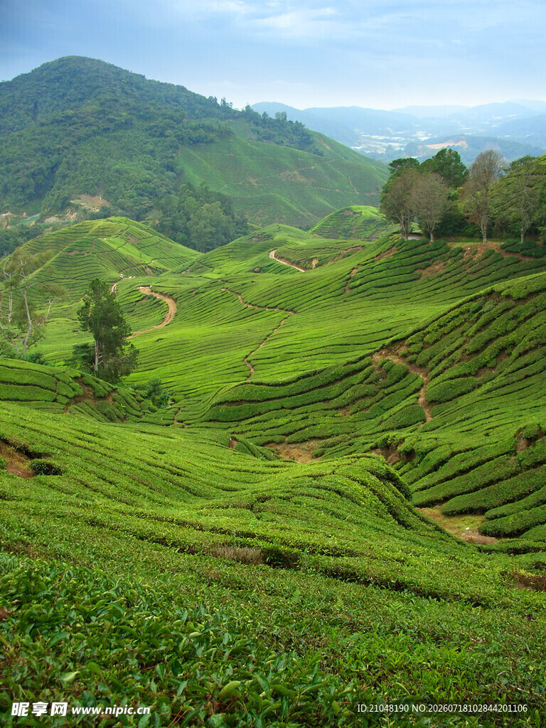 翠绿茶山风光秀丽