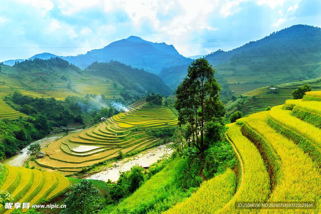 金黄梯田与青山美景