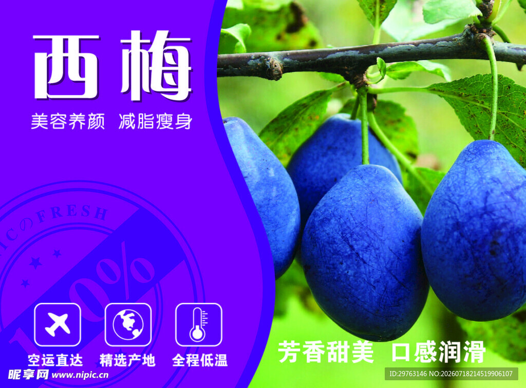 新鲜西梅挂枝头