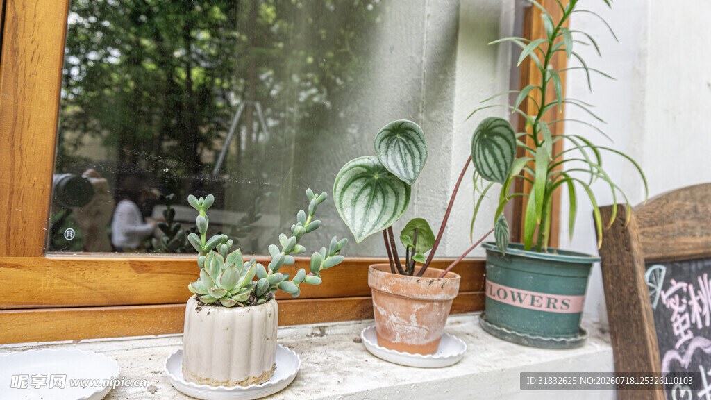 窗边摆放的多彩盆栽植物
