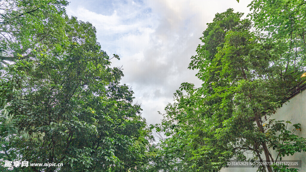 林间绿意 仰望天空之景