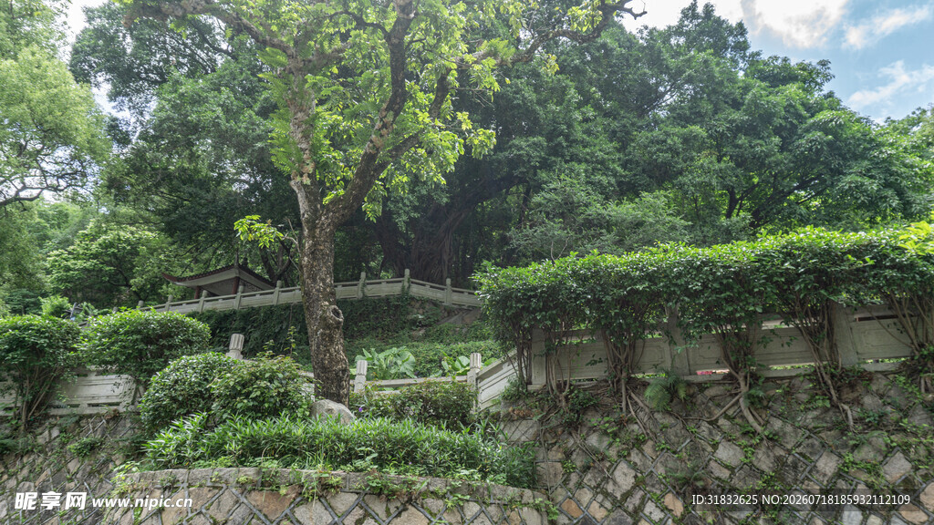 绿意盎然的庭院景观