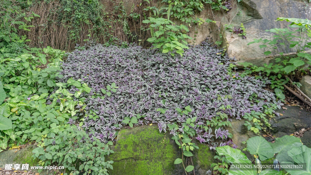 繁茂绿植中的紫色花卉景观