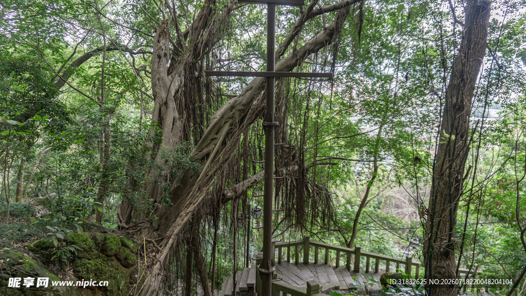 林间木椅 静谧自然之景