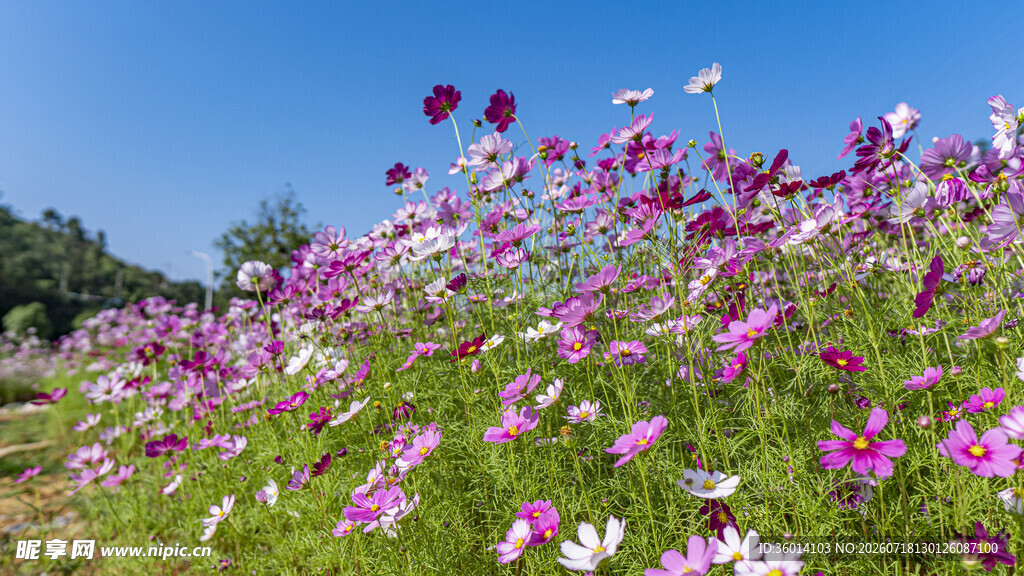 山坡上绚烂绽放的格桑花