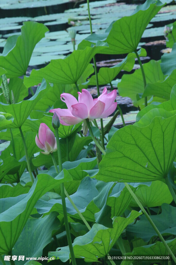荷花荷叶  