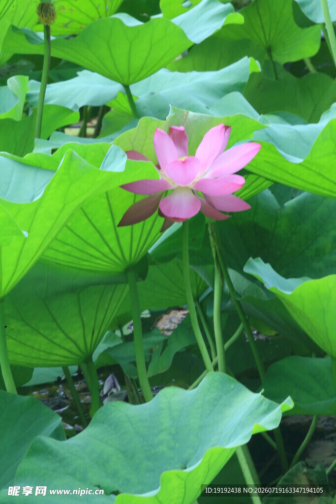 荷花荷叶 