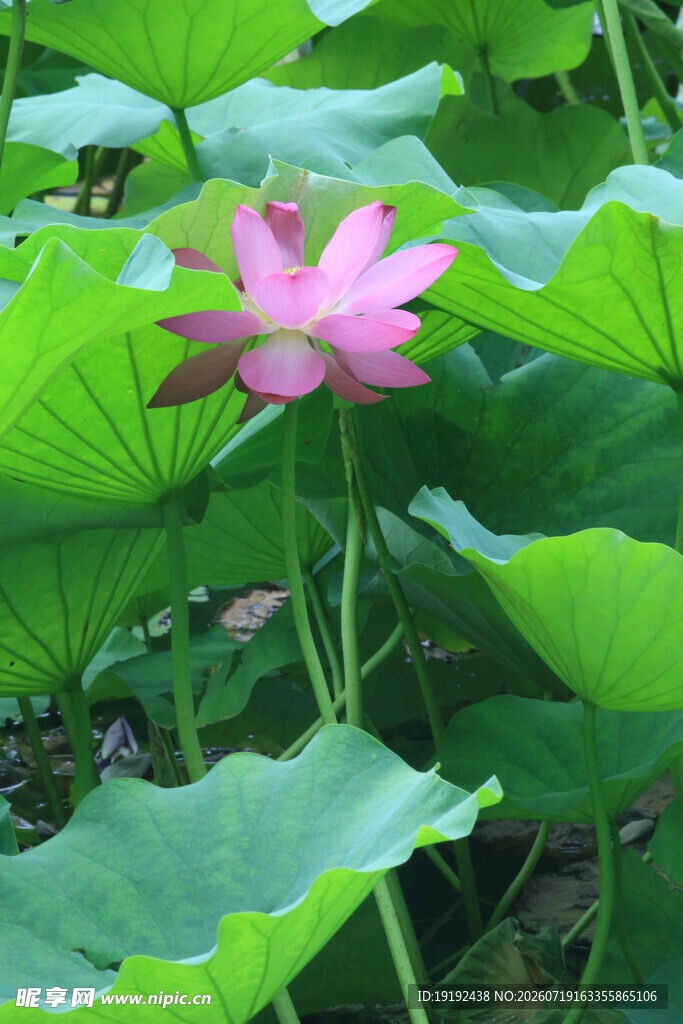 荷花荷叶 