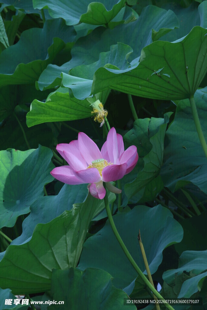 荷花荷叶  
