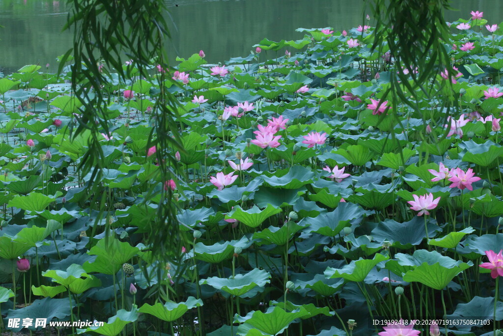 荷花荷叶  