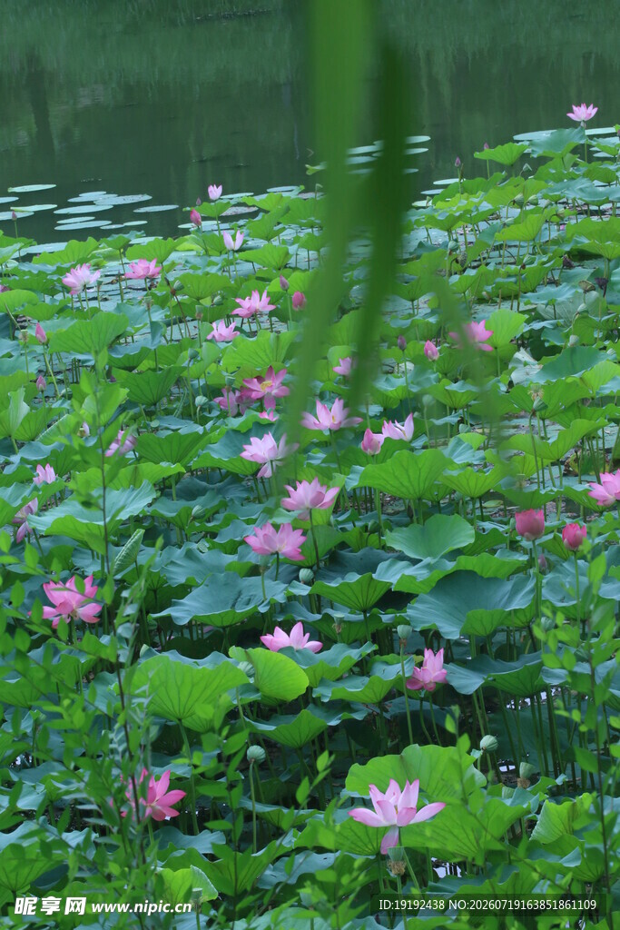 荷花荷叶 