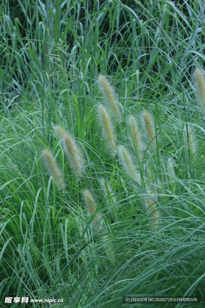 狼尾草  