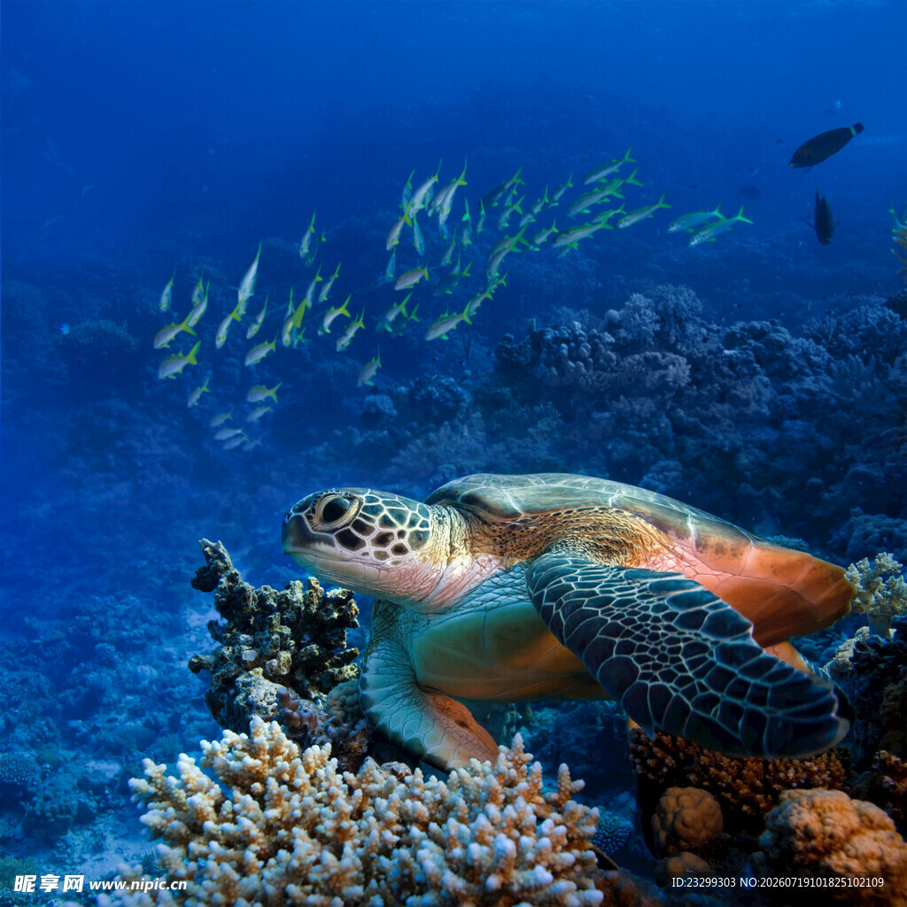 海龟畅游于多彩珊瑚间