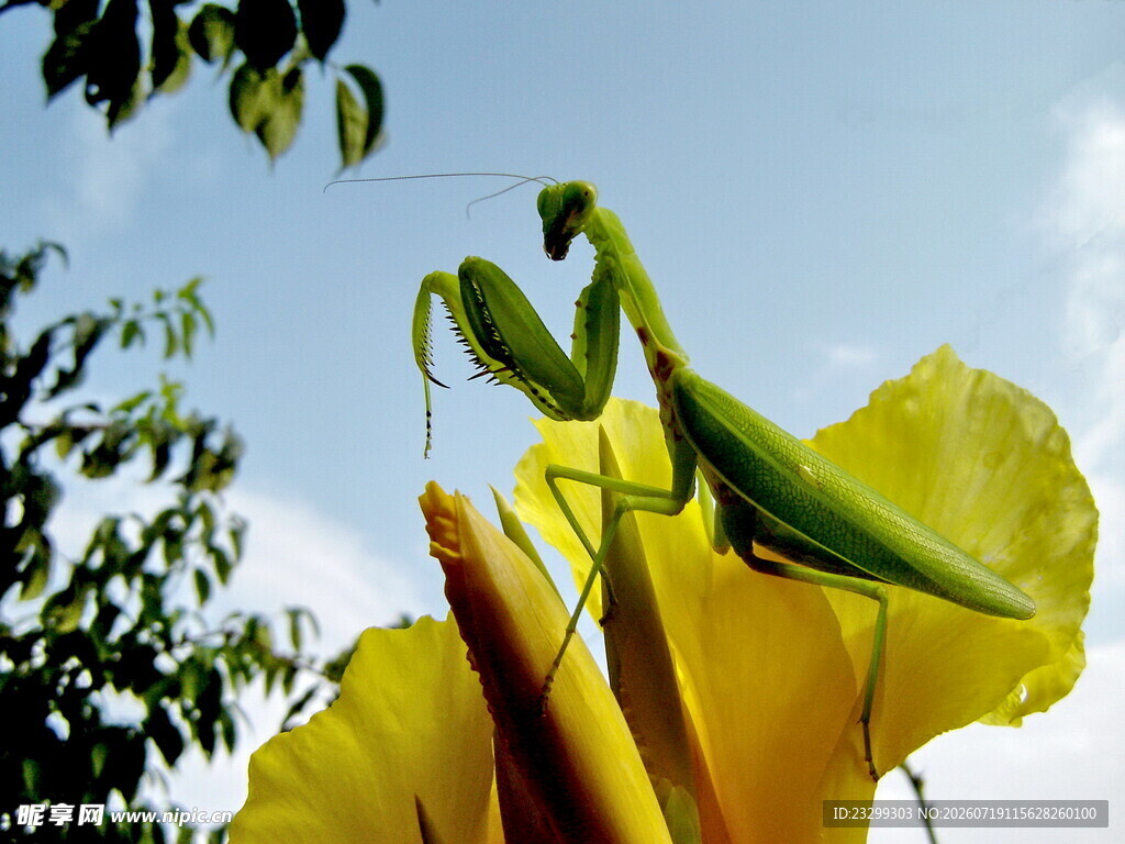 螳螂立于黄花之上