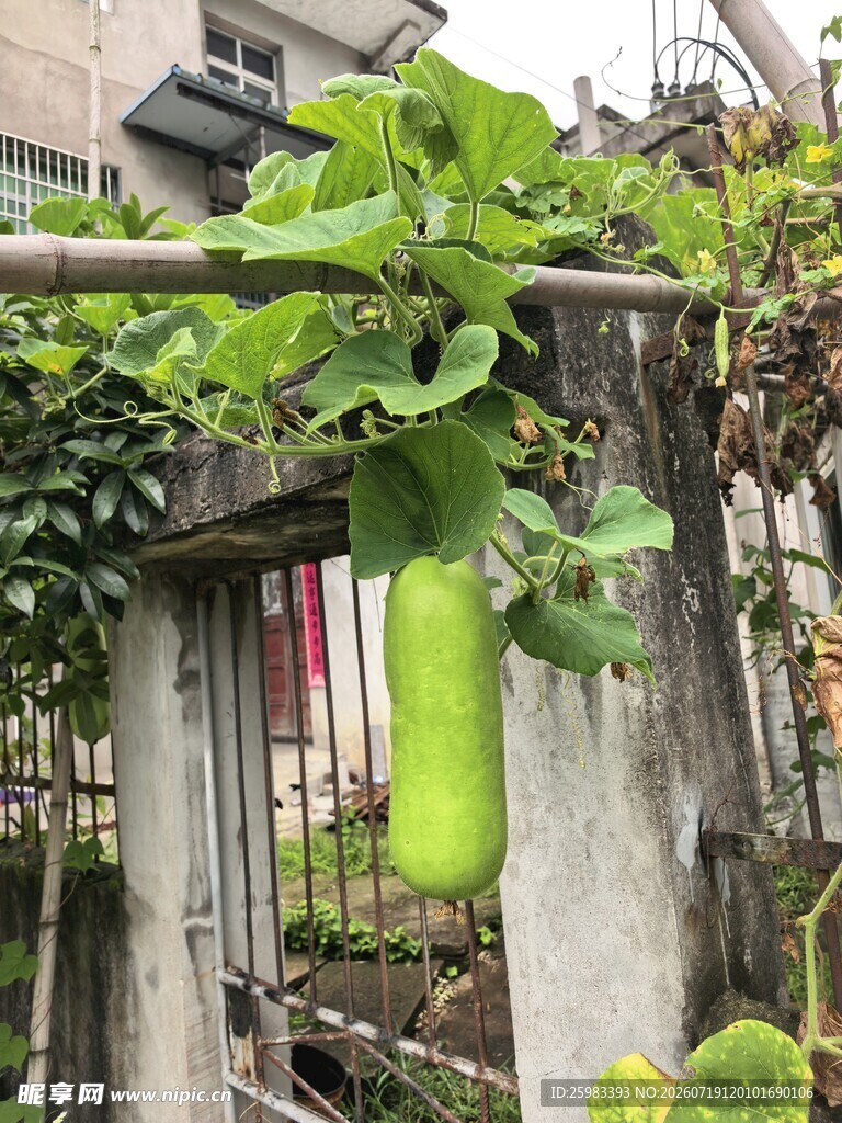 葫芦栽培