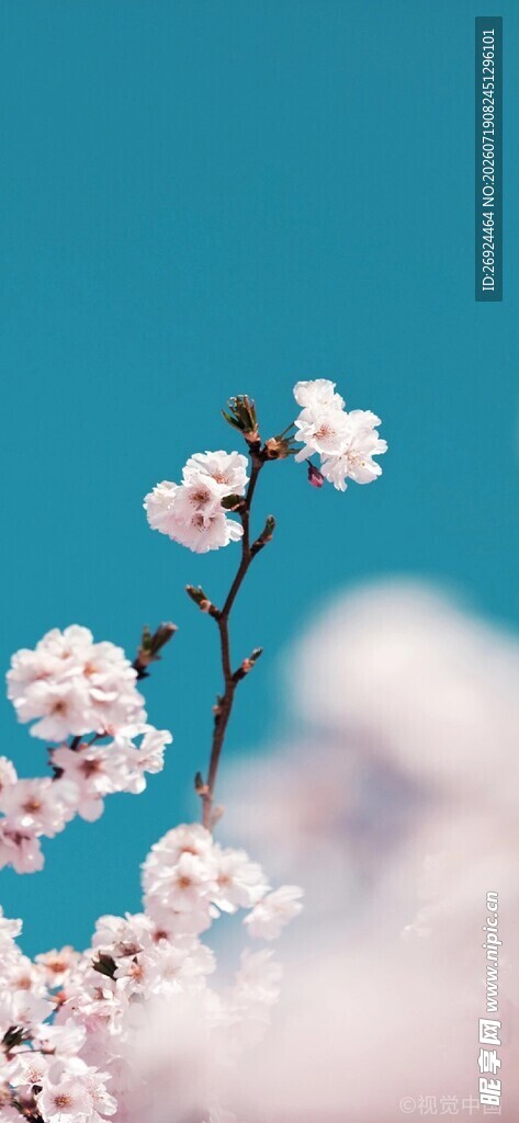 枝头绽放的粉嫩樱花