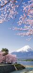 富士山下烂漫樱花景