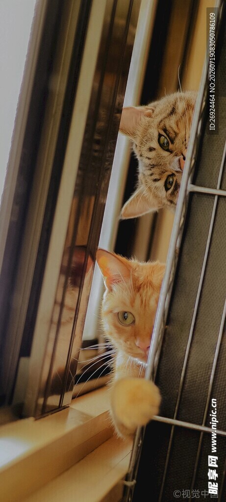 窗边可爱猫咪探头张望