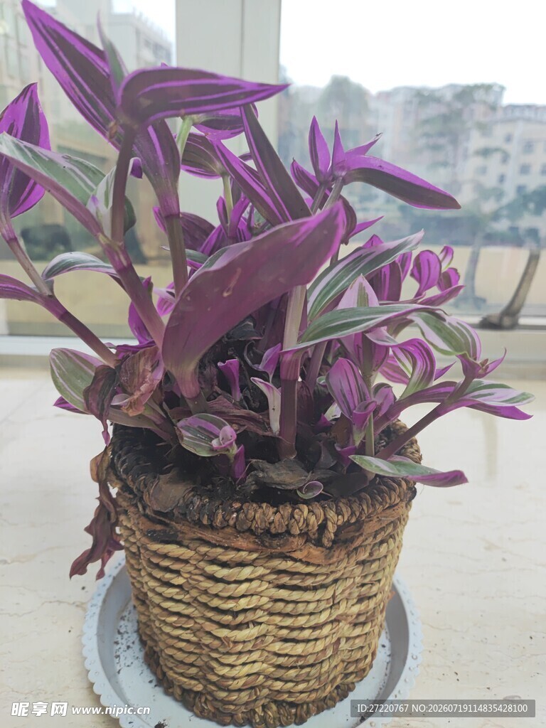 紫叶盆栽置于藤编花盆中